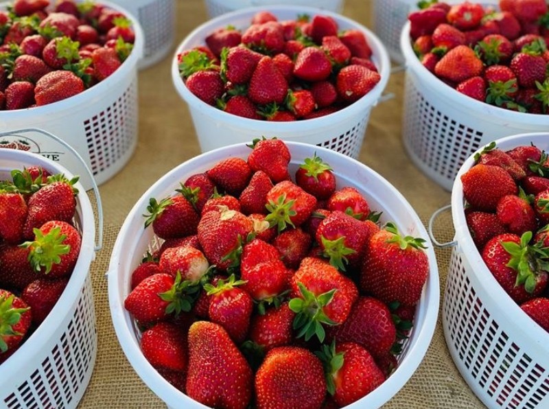 Nolensville Farmer's Market strawberries