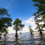 Reelfoot Lake State Park in Tiptonville, Tennessee.