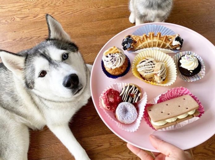 Three Dog Bakery National Dog Day