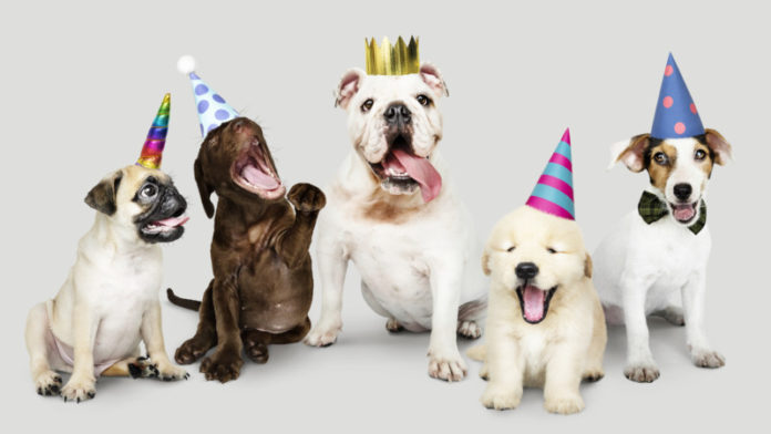 dog celebration