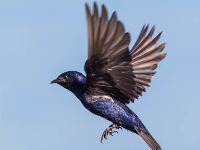 purple martin Nashville Symphony Center