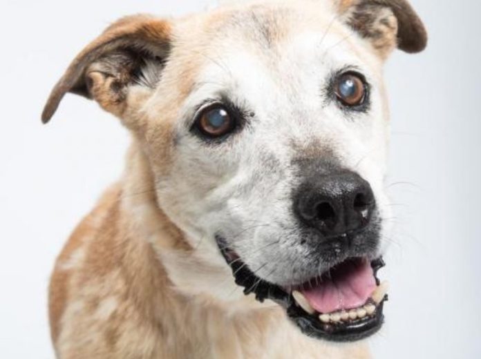Rescue of the Week Helga Rescue of the Week Helga