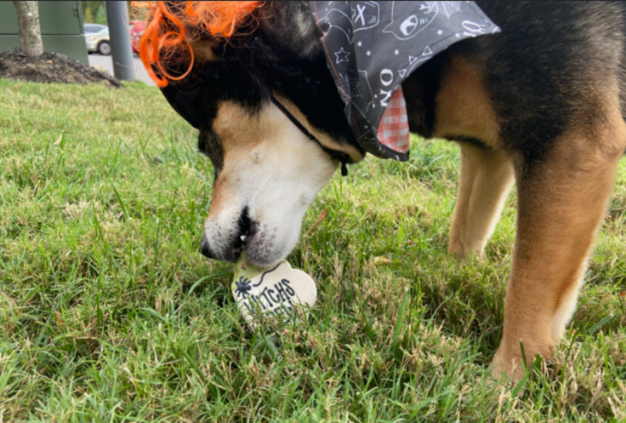 three dog bakery halloween treats