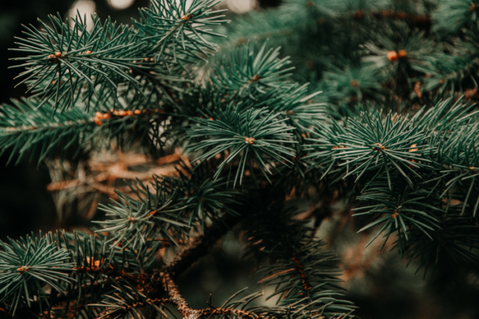 christmas tree recycling