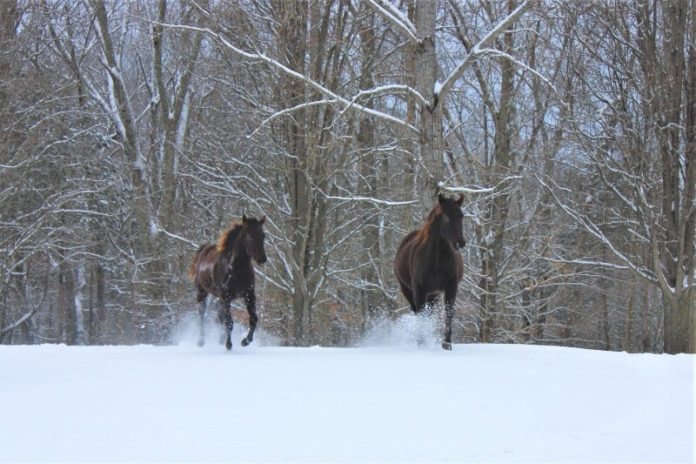 snow picture from Peyton Abernathy