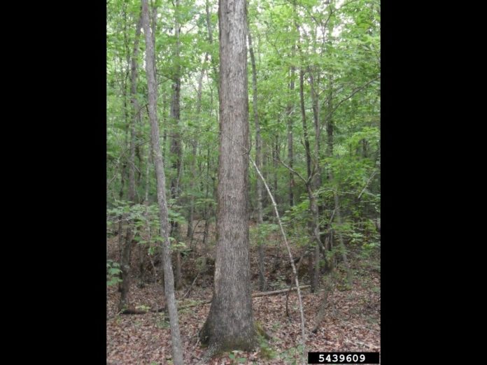 White_Oak_DavidStephens_Bugwood.org timber theft