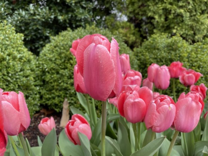 photo of the day tulips with water