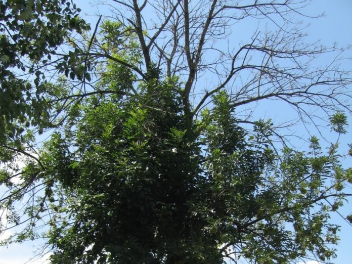 Emerald Ash Borer infestation canopy dieback