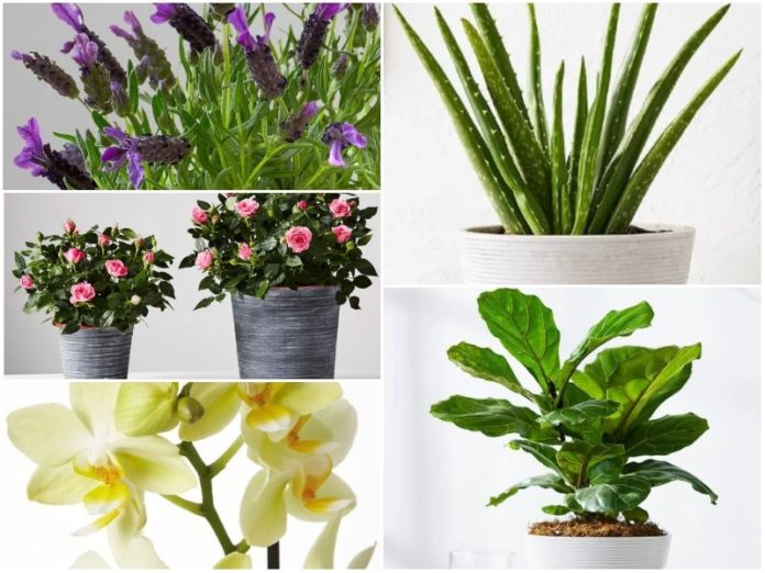 Plants for Mother's Day