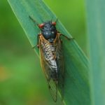 cicada