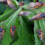 cicada photo from cicada safari