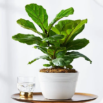 fiddle leaf fig