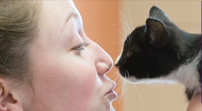 kitten at williamson county animal center