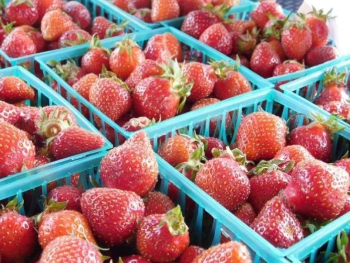 strawberries at spring hill farmers market