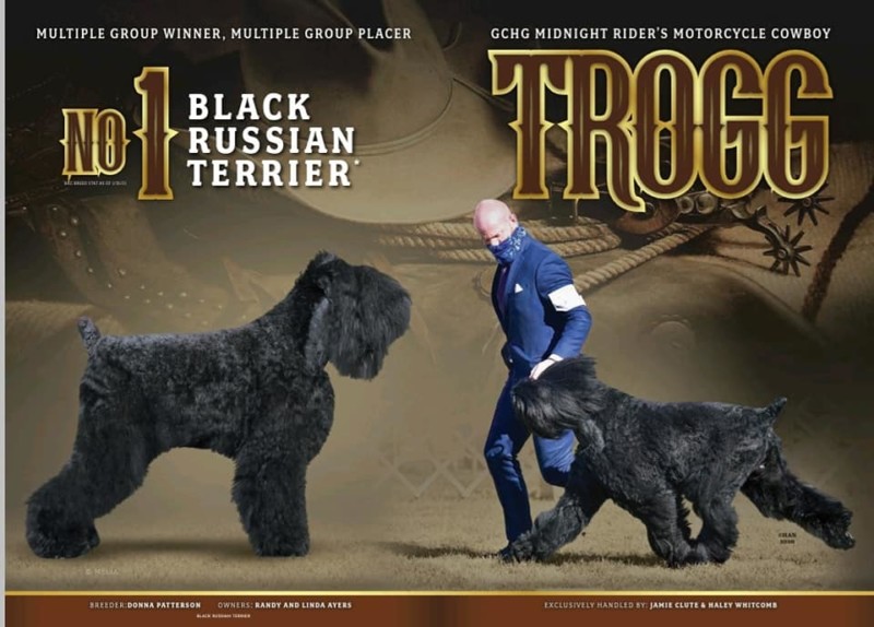 Franklin’s Own Black Russian Terrier Makes Second Appearance in Westminster Dog Show