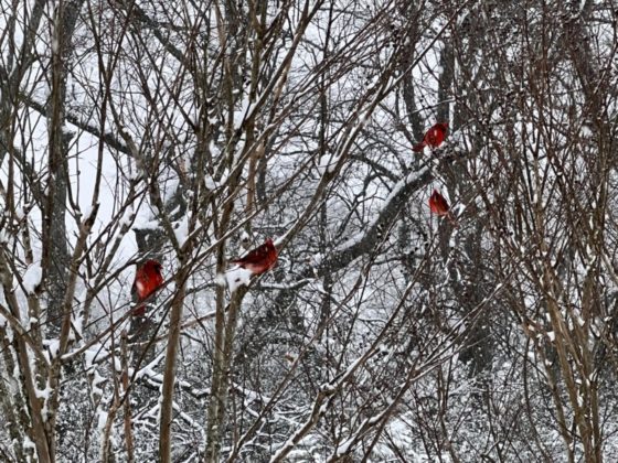 Snow Day Jan 6