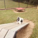 Nolensville-Dog-park