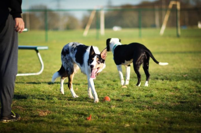 dog-parks