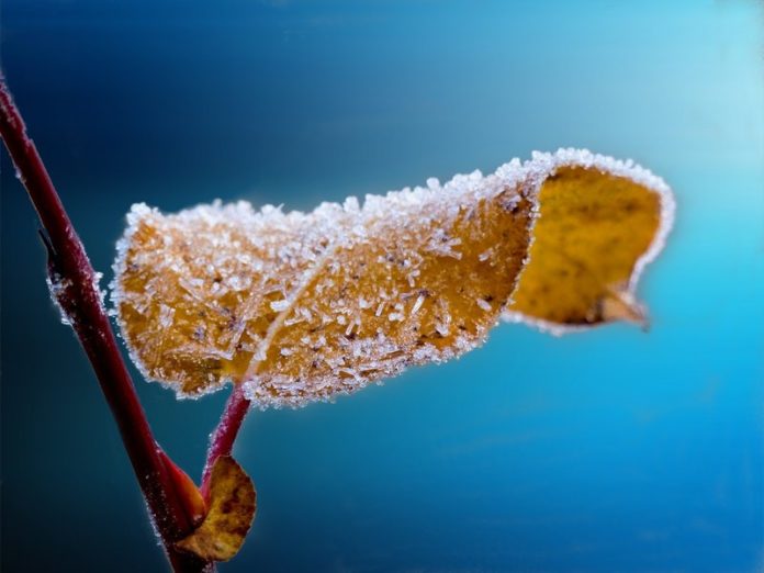 frost on plant