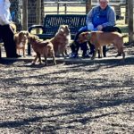 sharp-spring-bark-park