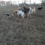 shelby-dog-park