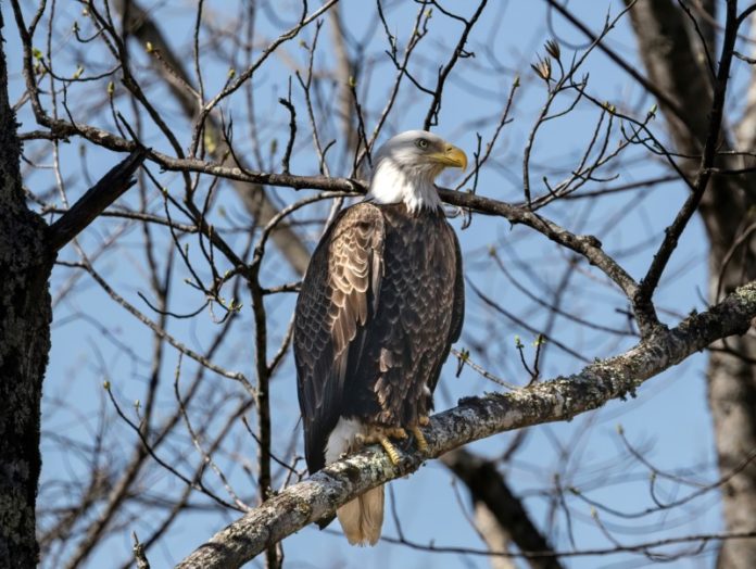 Bald Eagle