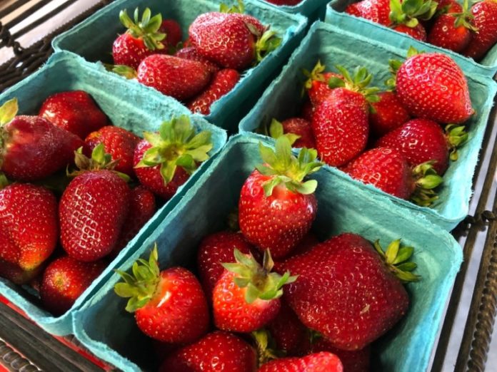strawberries thompson's station farmers market strawberries thompson's station farmers market
