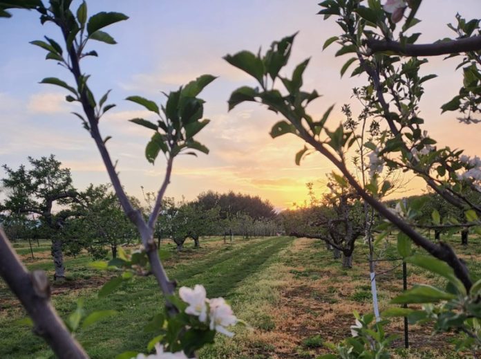 Morning Glory Orchard