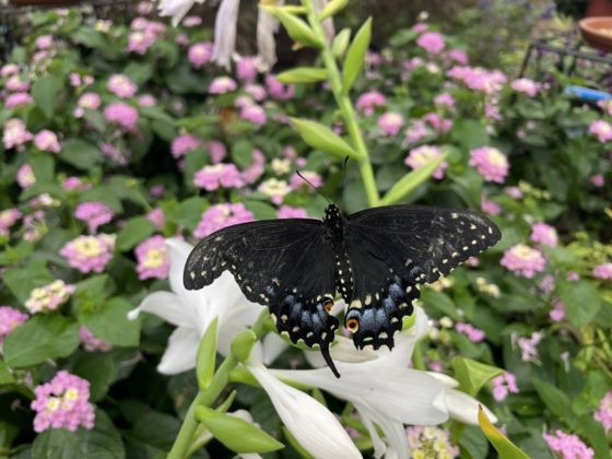 Williamson County Fair