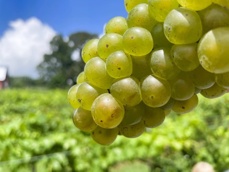 This Autumn, Discover Dahlonega Wine Trail Williamson Source