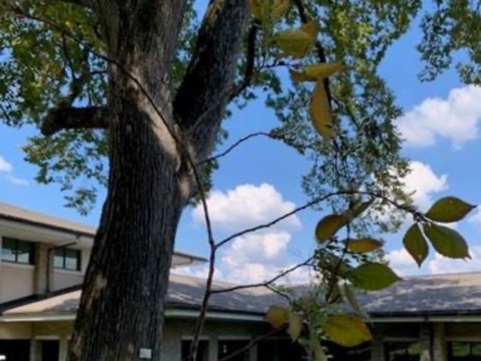 Brentwood September Elm