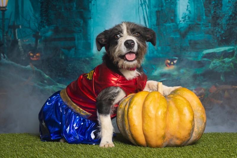 dog in costume