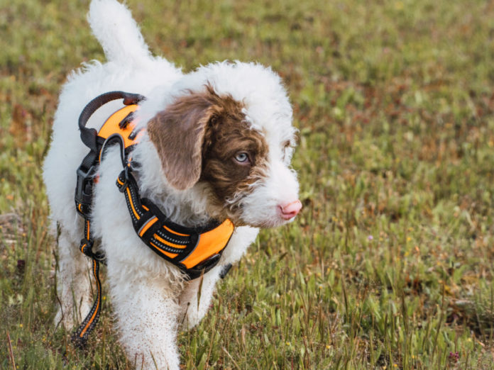 diy-fixes-for-pet-stains-williamson-source