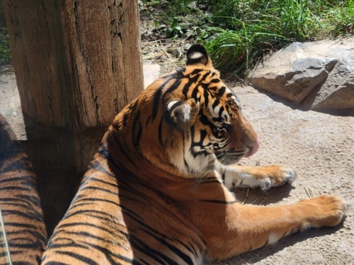 Nashville Zoo8 696x522 