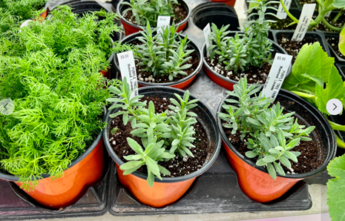 Screen-Shot-2023-04-20-at-9.57.46-PM