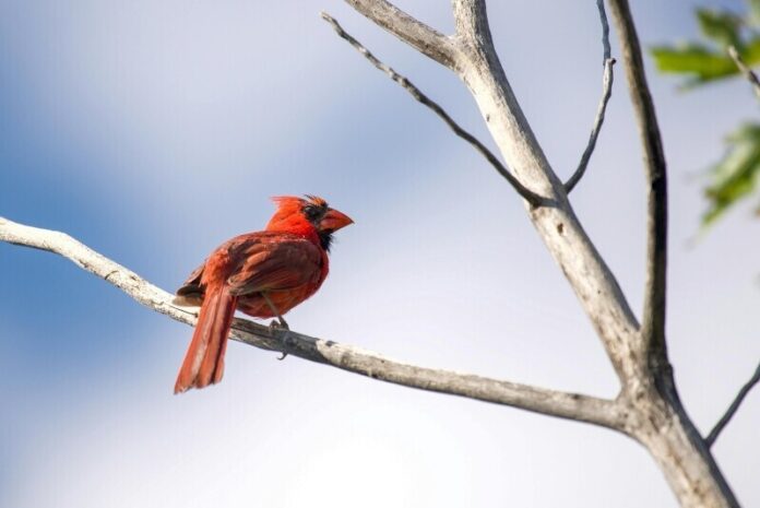 This is the first Urban Bird Hike to Winstead Hill Park!