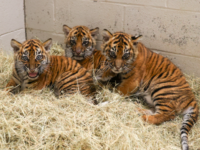 Sumatran Tiger Cubs Now on Exhibit at Nashville Zoo - Nashville Parent