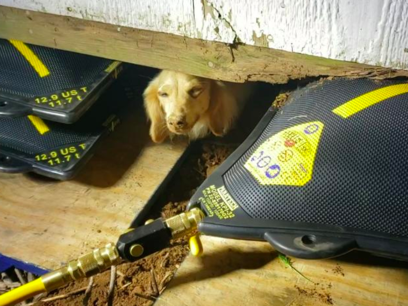 Williamson County Firefighters Rescue Dog Stuck Under Shed Williamson