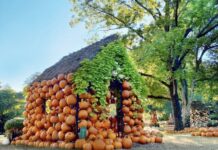 9 Pumpkin Patches to Visit in Middle Tennessee 2024