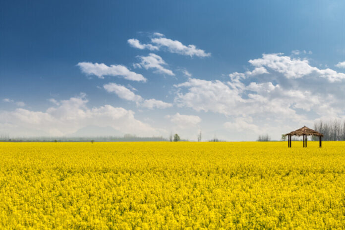 rapeseed flower field in sunny spring