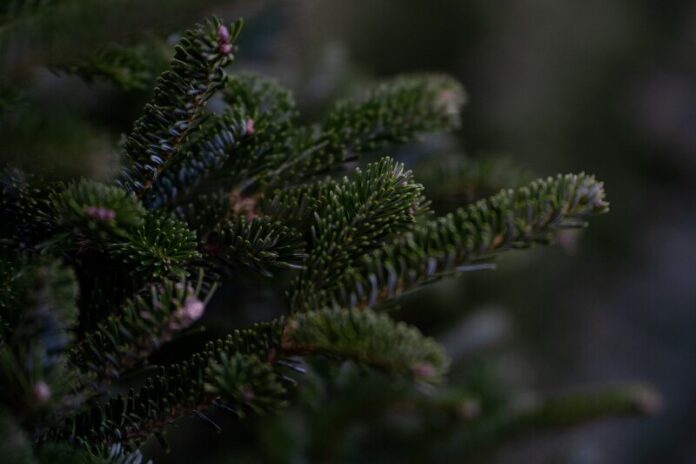 christmas tree stock image