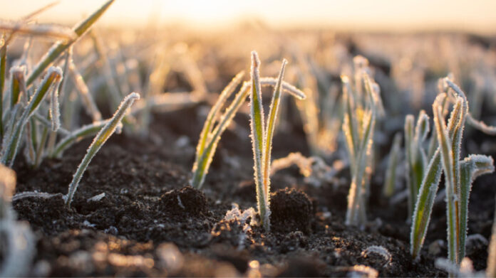Frosty,Frost,In,Spring,In,The,Fields,With,Winter,Wheat.