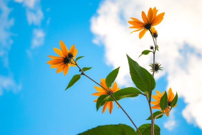 spring-nature-flowers-plant-nature-sunny-sky-yello-2021-09-02-13-38-28-utc