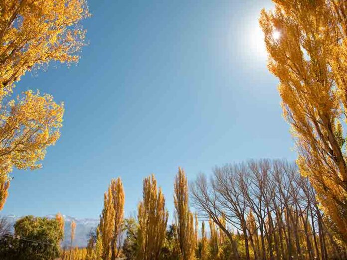 Sunny weather conditions for local forecast