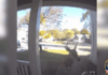 VIDEO: Deer Crashes into Franklin Home