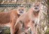 Nashville Zoo Relocates Longtime Cougar Brothers To Senior Sanctuary