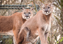 Nashville Zoo Relocates Longtime Cougar Brothers To Senior Sanctuary