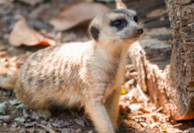 Nashville Zoo Welcomes New Meerkat