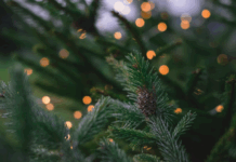 Where to Buy Live Christmas Trees in Williamson County