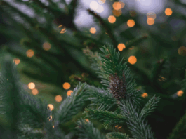 Where to Buy Live Christmas Trees in Williamson County